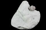 Wide, Enrolled Flexicalymene Trilobite - Ohio #76363-1